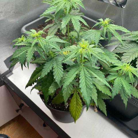 Prince growlog photo: 09:42