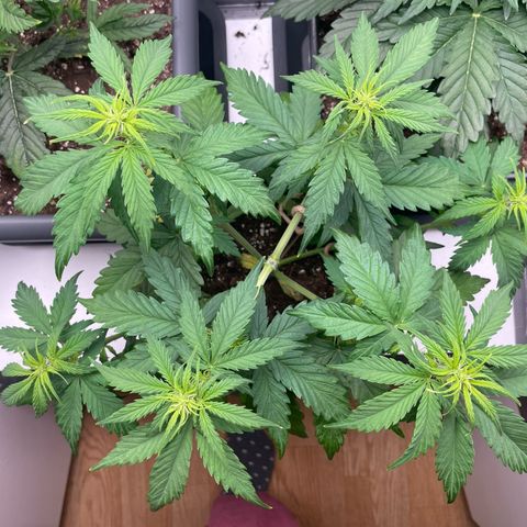 Prince growlog photo: 09:42