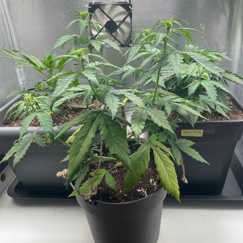 Prince growlog photo: 09:42