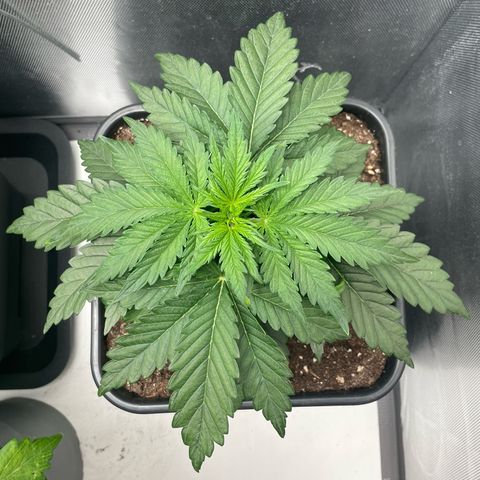 Steve growlog photo: 09:43