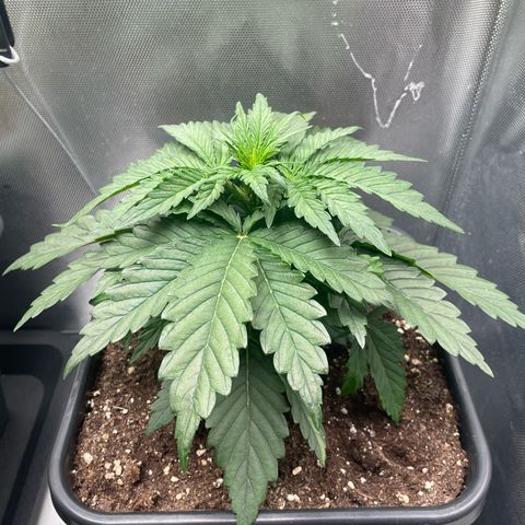 Steve growlog photo: 09:43