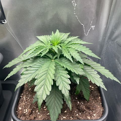 Steve growlog timeline photo