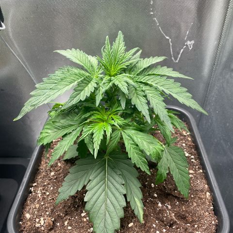 Steve growlog photo: 09:46 nach Entlaubung