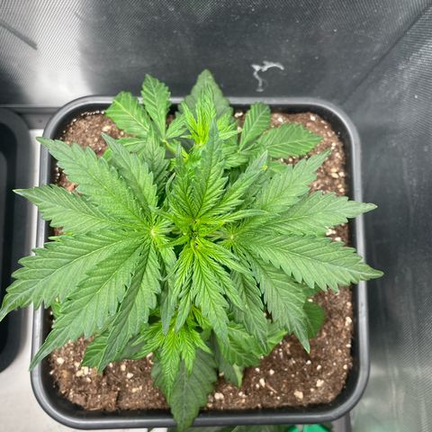 Steve growlog photo: 09:46 nach Entlaubung
