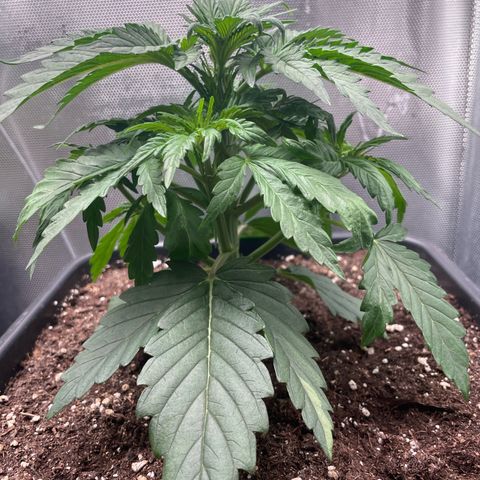 Steve growlog photo: 09:46 nach Entlaubung