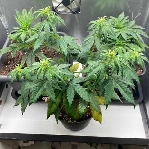Prince growlog photo: 13:11