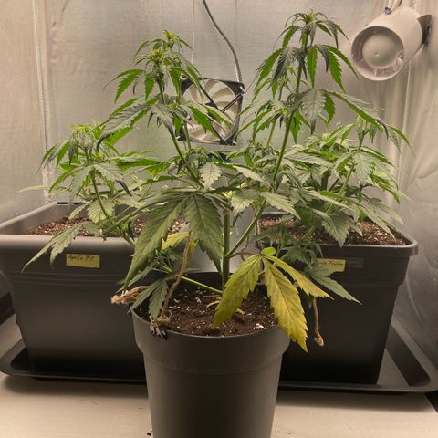 Prince growlog photo: 13:11