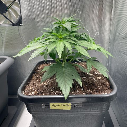 Steve growlog photo: 13:13