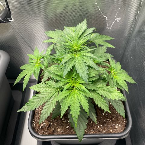 Steve growlog photo: 13:13