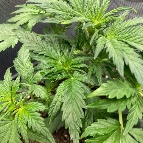 Steve growlog photo: 13:13