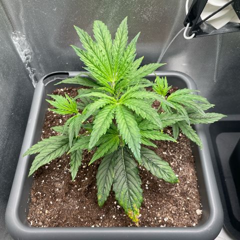 Hamilton growlog photo: 13:14