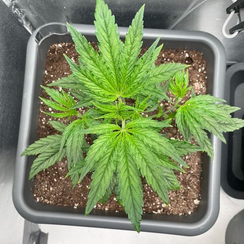 Hamilton growlog photo: 13:14
