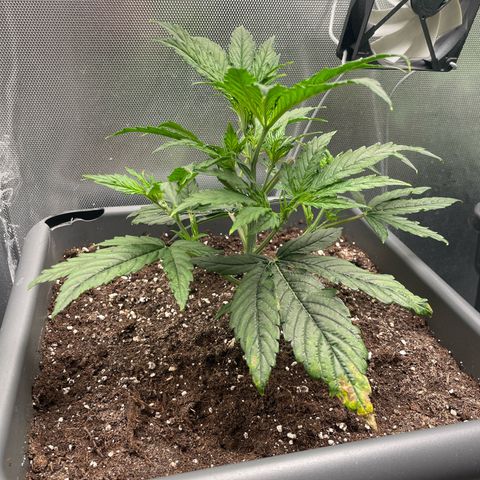 Hamilton growlog photo: 13:14