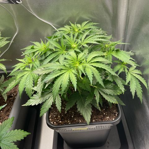 Steve growlog photo: 11:07