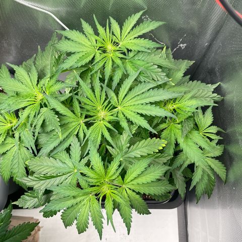 Steve growlog timeline photo