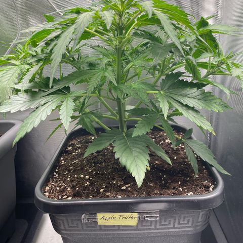 Steve growlog timeline photo