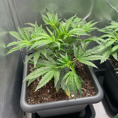 Hamilton growlog photo: 11:10