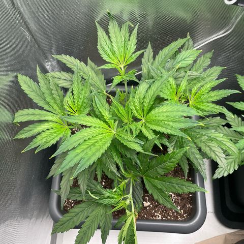 Hamilton growlog photo: 11:10