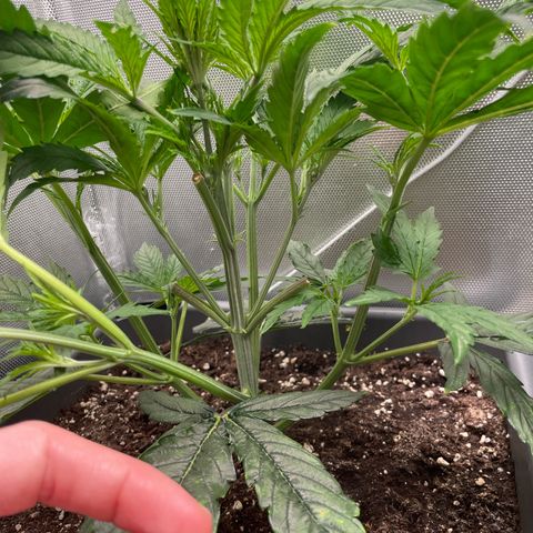Hamilton growlog photo: 11:10