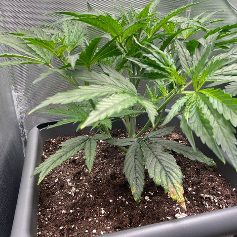 Hamilton growlog photo: 11:10