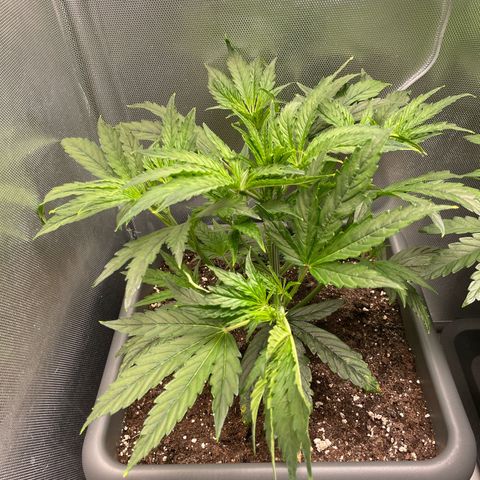 Hamilton growlog timeline photo