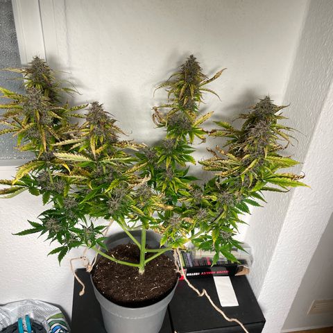 Prince growlog photo: 11:17