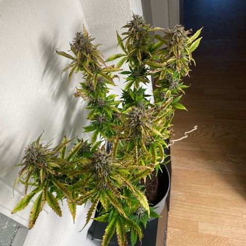 Prince growlog photo: 11:17