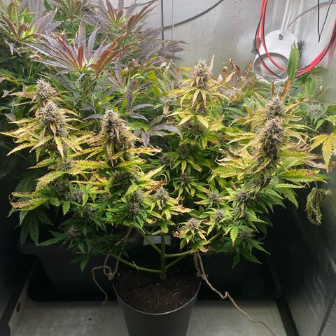 Prince growlog photo: 11:17