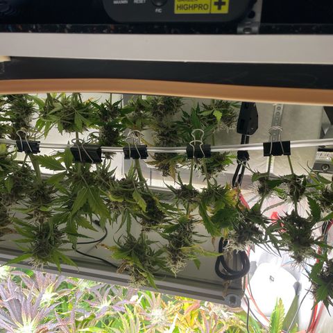 Prince growlog photo: 13:23 direkt nach Ernte