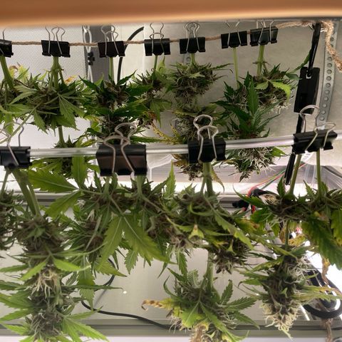 Prince growlog photo: 13:23 direkt nach Ernte