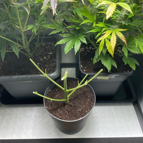 Prince growlog photo: 13:23 direkt nach Ernte