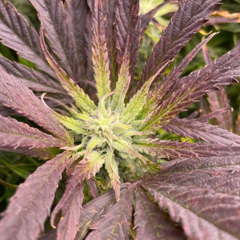 Hamilton growlog photo: 13:43