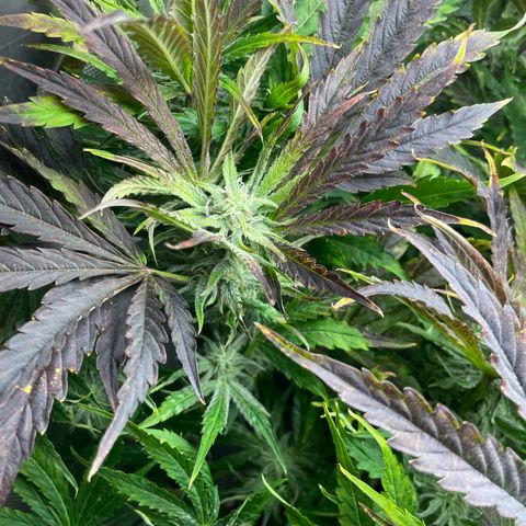 Hamilton growlog photo: 13:43
