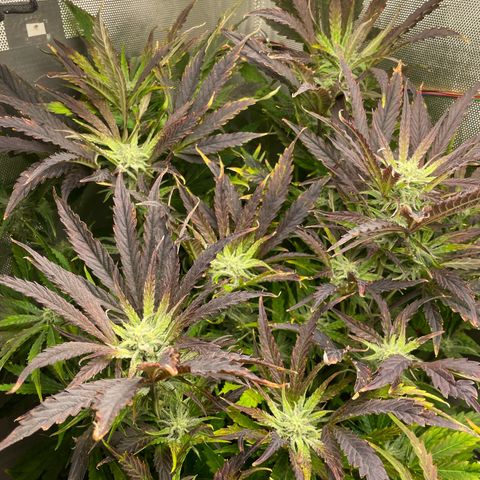 Hamilton growlog photo: 13:43