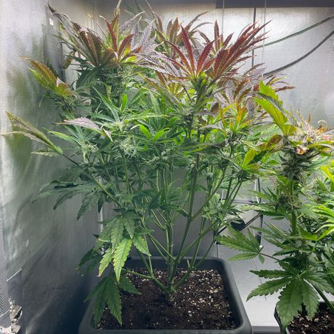 Hamilton growlog photo: 13:43