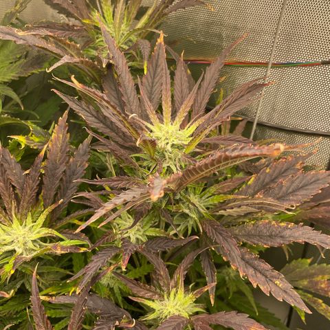 Hamilton growlog photo: 13:43