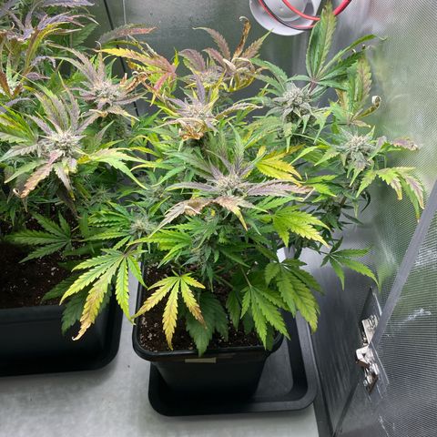Steve growlog photo: 13:45