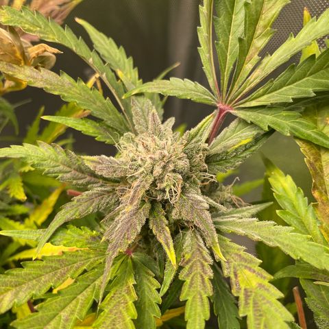 Steve growlog photo: 13:45
