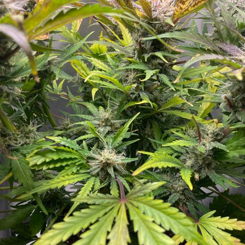 Steve growlog photo: 13:45