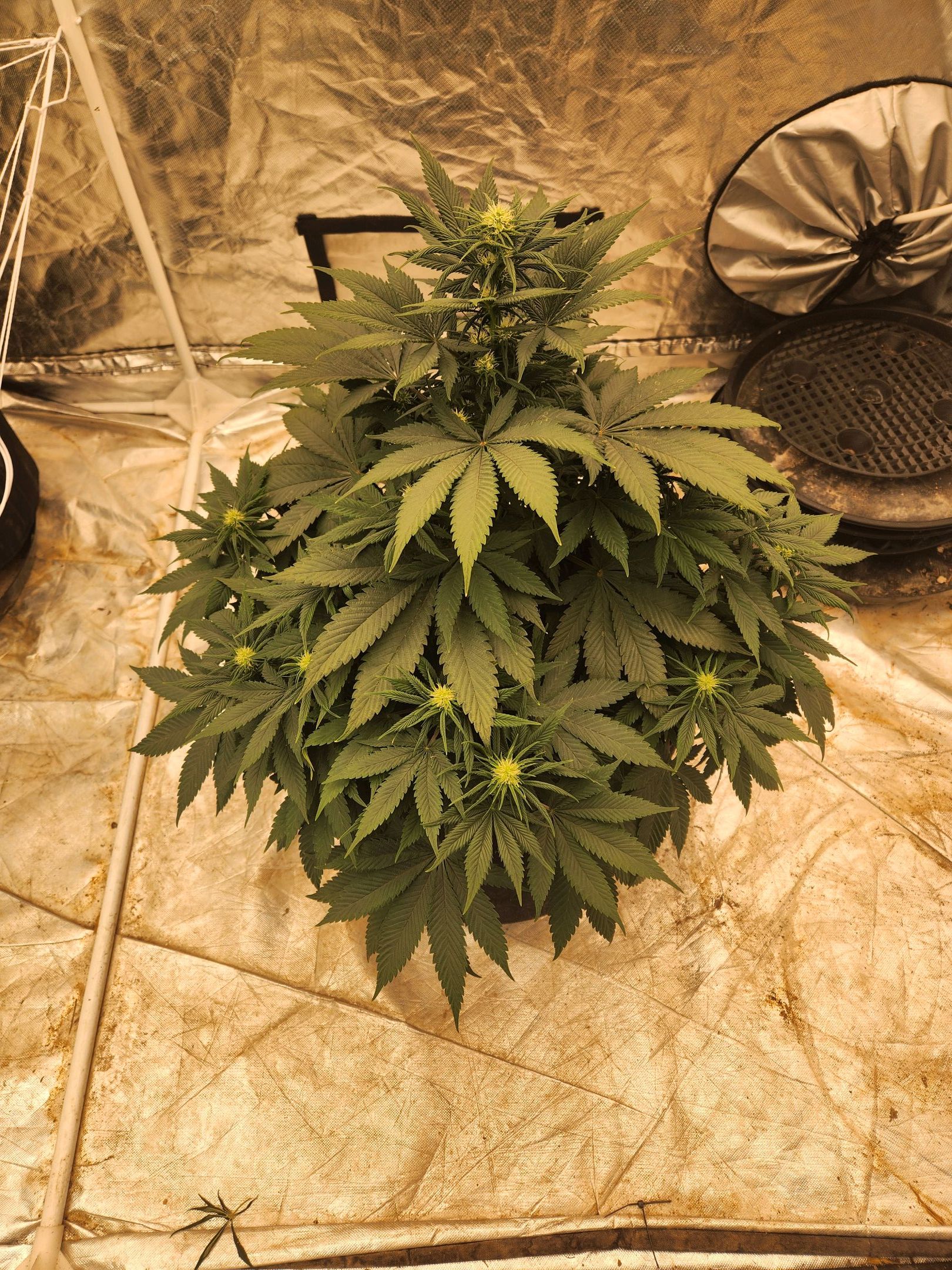 Ed Rosenthal Super Chocolate growlog header