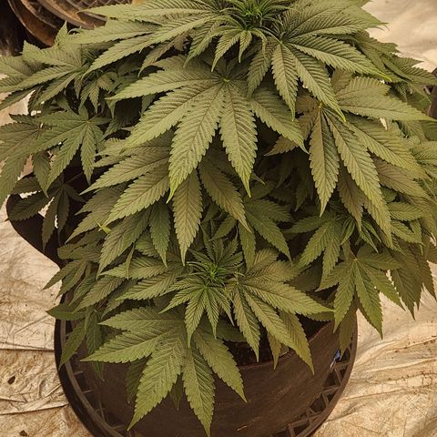 Ed Rosenthal Super Chocolate  growlog photo