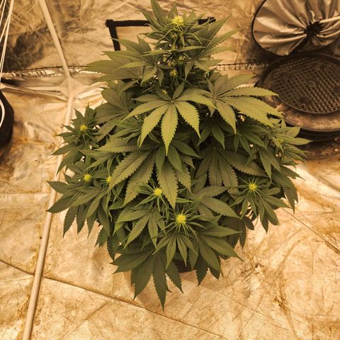 Ed Rosenthal Super Chocolate  growlog photo