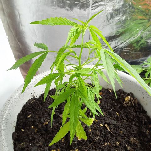 Penny growlog photo: Se recuperó 