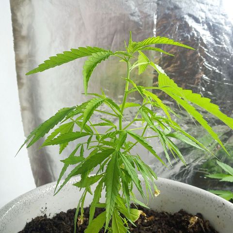 Penny growlog timeline photo