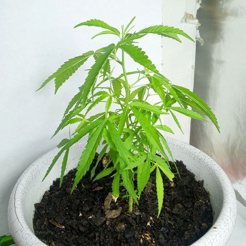 Penny growlog timeline photo