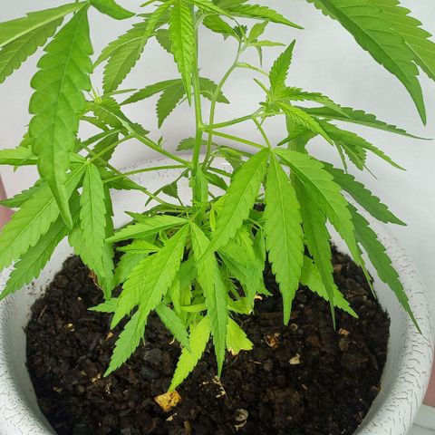 Penny growlog timeline photo