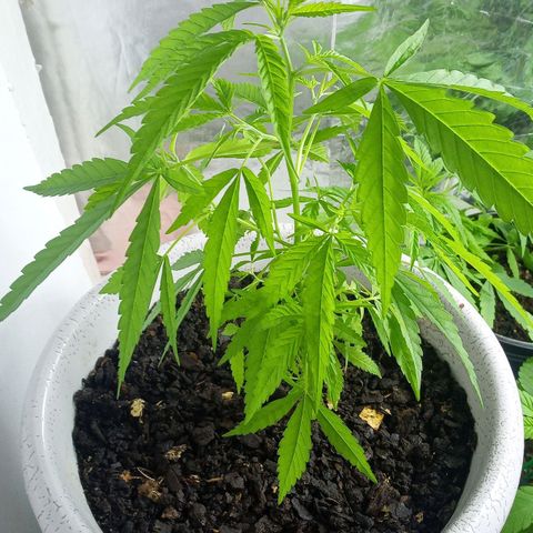Penny growlog timeline photo