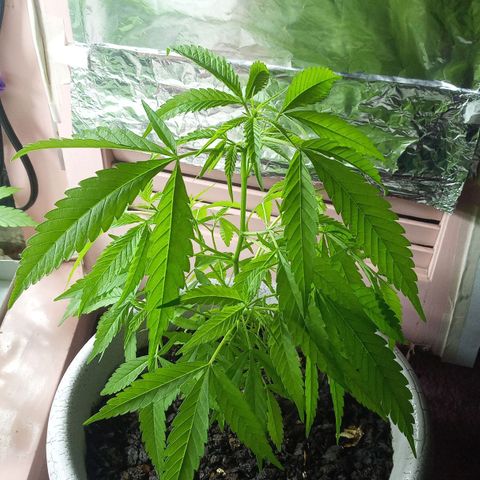 Penny growlog timeline photo