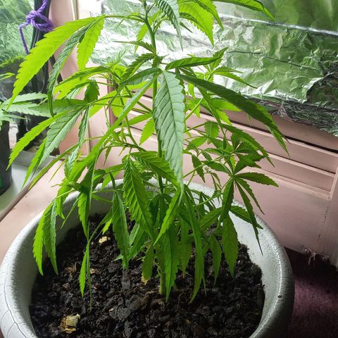 Penny growlog timeline photo