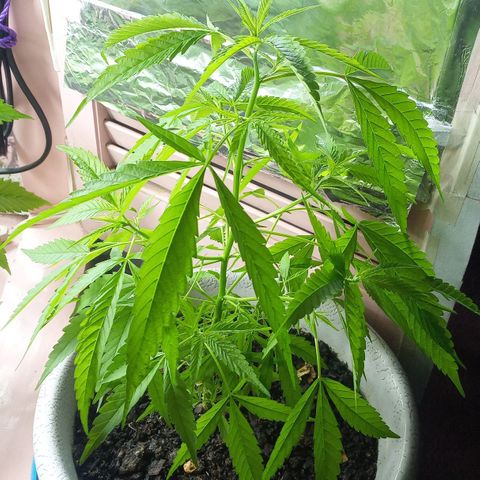 Penny growlog timeline photo